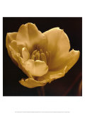 Timeless Grace IV