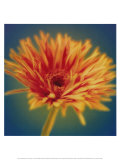 Chrysanthemum on Turquoise