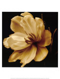 Timeless Grace III