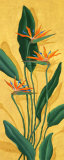 Bird of Paradise