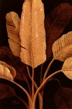 Traveller Palm