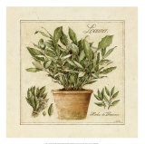 Herbes de Provence  Laurier