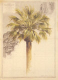 Palmier I