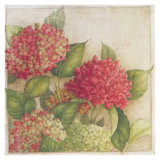 Hortensia II