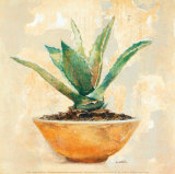 Aloe