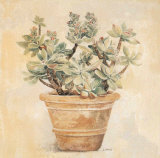 Crassula