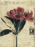 Postcard and Flower