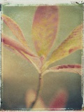 Deciduous Azalea
