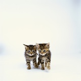 Pair of Tabby Kittens