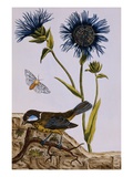 18th Century French Print of Cornflower