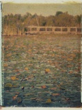 Foster Island Lily Pads