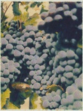 Merlot 2