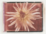 Flower Power