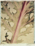 Kale