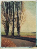 3 Poplars Late Fall