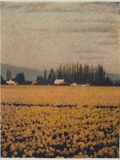 Skagit Daffodils