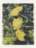 Sad Roses
