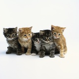 Five Tabby Kittens