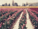 Skagit Valley Tulips