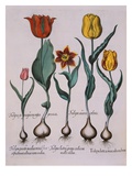 Tulipa  Engraving