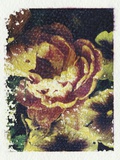 Monet's Flower