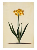 Botanical Print of Narcissus