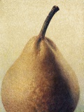 D'Anjou Pear