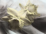 Daffodils