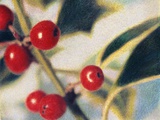 Holly with Berries