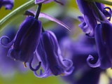 Bluebells