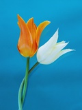 Orange and White Tulips