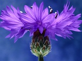Cornflowers