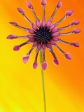 Pink Whirlygig Flower