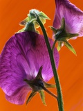 Sweet Pea Flower