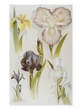 Illustration Depicting Various Types of Irises