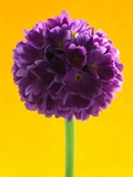 Purple Primula Plants