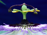 Passion Flower