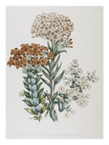 Illustration of Different Types of Crassulas