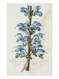 Illustration Depicting Bicolor Sage Plant