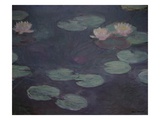 Water Lilies