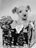 Puppy in a Christmas Box