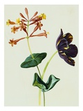 Nasturtiums and Mint  Circa 1800