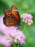 Queen Butterfly on a Pink Flower