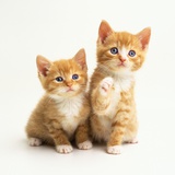 Two Kittens