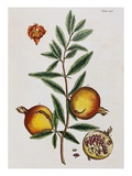 Pomegranate