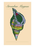 Strombus Magnus