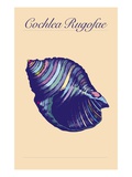 Cochlea Rugofae