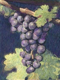 Cabernet Franc Cluster