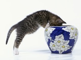 Kitten Looking in Decorated Vase