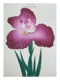 Kyo-Kanoko Book of a Dark Pink Iris